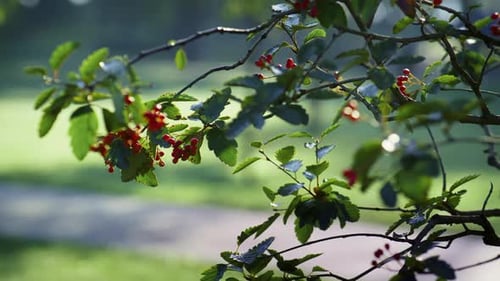 Juicy red rowan berries ripening on green branches in autumn sunlight park