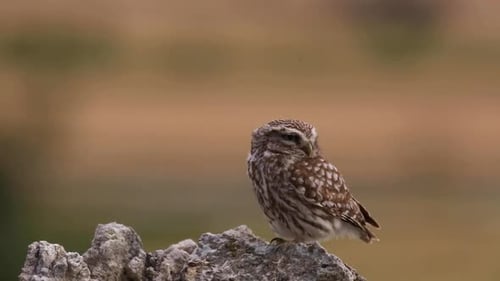 Kleine Eule (Athene noctua) in Montgai, Lleida, Katalonien, Spanien
