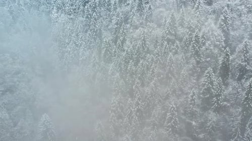Snow Covered Mountain Forest in Misty Winter Landscape