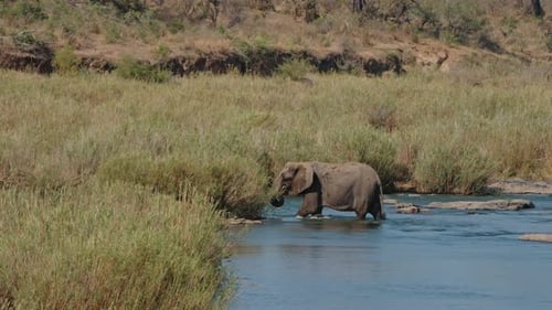 Elefant läuft durch Wasser auf Gras am Fluss zu