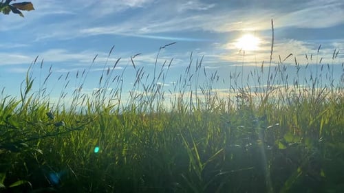 Tall Green Grass Field Swaying in the Wind during the Day - Calm Relaxation, Meditation Scene