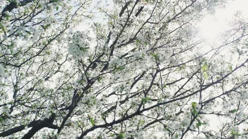 Spring Tree Branch Swaying Blowing On Wind. White Flowers Of Cherry Blossom Blooming In Garden Or...