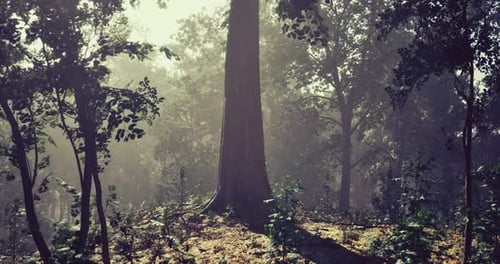 Sunlight Filtering Through Trees in a Lush Forest During Morning Hours