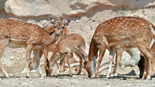 A group of spotted deer in Spain