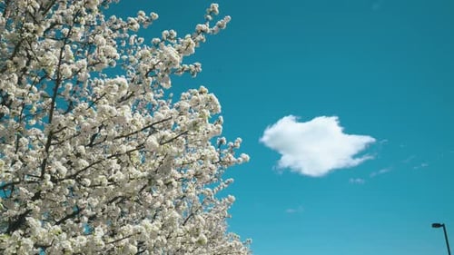 Tree blooming white during the spring.