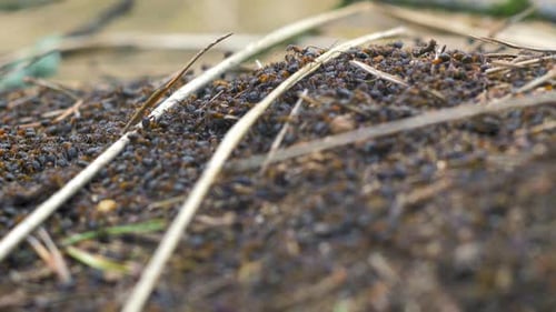 Rote Ameisen (Formica rufa) bewegen sich auf dem Nest, Ameisenhaufen mit roten Waldameisen im Frühling, Arbeit und Leben der Ameise