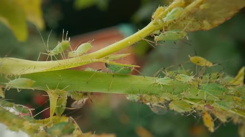 Green Aphids Damage the Plant A Colony of Pests on the Stem and Leaves of a Rose Macro Shot