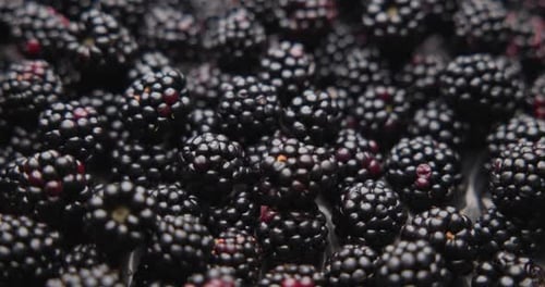 Macro Close Up of Fresh Blackberries