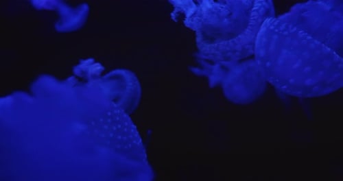 Glowing Jellyfish Floating Gracefully in Dark Water