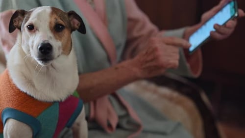 Sweet Jack Russell Terrier Dog Wearing Colorful Vest