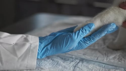 Pet cat puts his paw on palm in glove of vet doctor in medical office at a veterinary clinic
