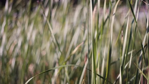 CLose up of tall, green grass swaying slowly in the wind.