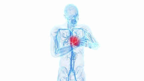 Human anatomy model showing acute chest pain and cardiac distress