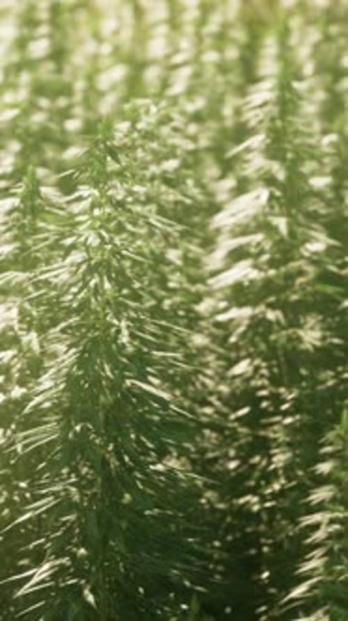 Monoculture of Cannabis Weed Marijuana Plantation
