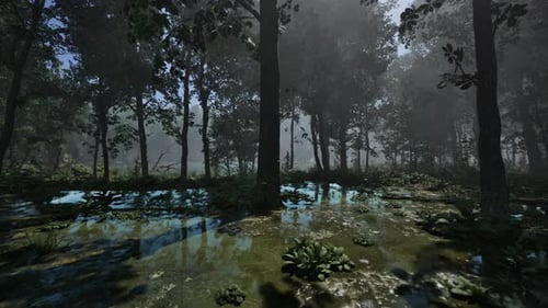 Mystic Foggy Swamp with Trees