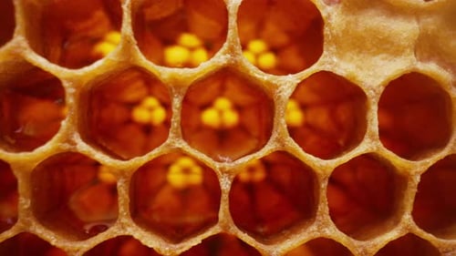 Honeycombs Extreme Macro Inside Bees Nive Leere gelbe sechseckige Wachszellen