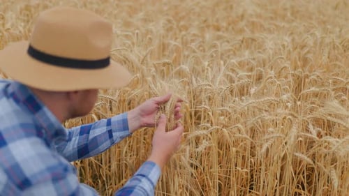 Anonymous Male Farmer Checking Wheat Spikelets in Field