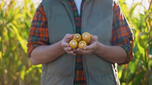 Farmer Holding Fresh Corn Cobs in a Sunny Agricultural Field