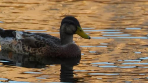 CLOSE UP Of A Cute Duck Resting In A Lake On A Lovely Summer day In Stockholm, Sweden. Filmed in SLO