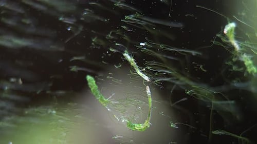 Dos larvas de insectos acuáticos que se alimentan de algas, cabezas protuberantes.