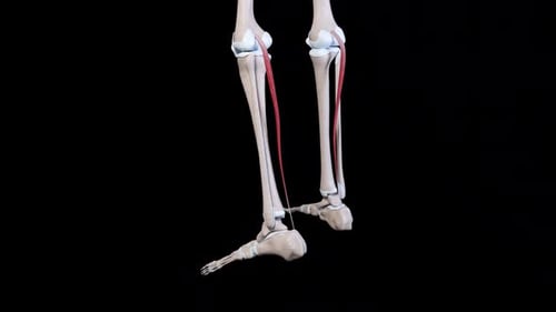 Peroneus Longus Muscle Contraction in Human Leg 3D Animation