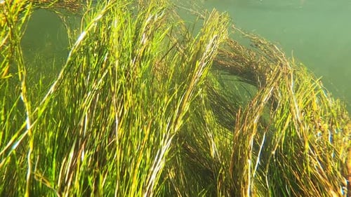 Langes, lebhaft grünes Flussgras schwankt anmutig in der Unterwasserströmung