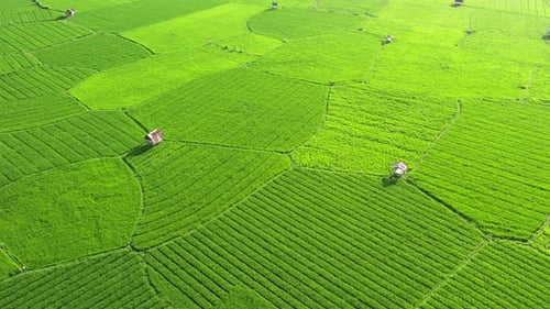 Bali Indonesia Rice Field