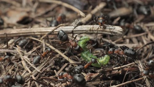The Ants Drag the Caterpillar Into the Anthill