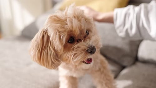 Adorable Dog Being Pet on Couch Indoors