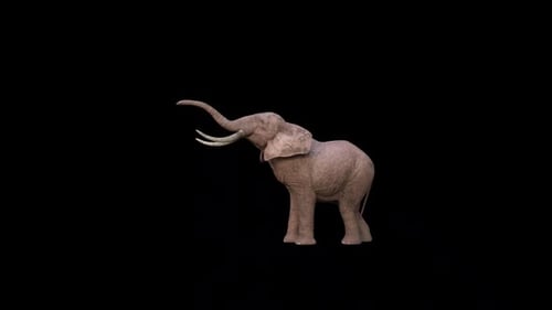 Animated Elephant Trumpeting Loop on Alpha Channel
