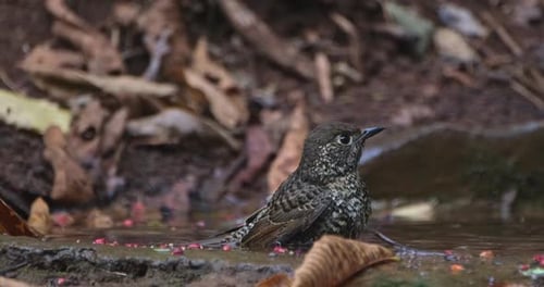 Facing to the right shaking it's feathers in the water as the camera zooms out, White-throated Rock