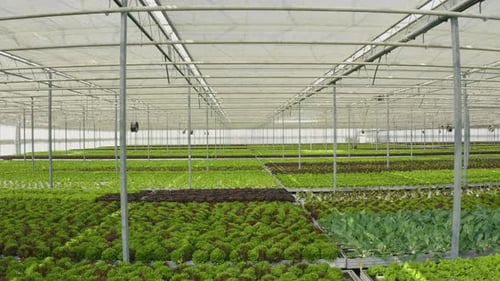 Rows of Lettuce Growing in Large Greenhouse