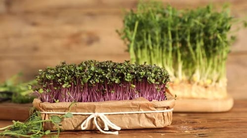 Fresh microgreens on wooden table, closeup. Camera moving left