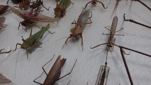 Insect Collection 06