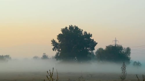 Shot of morning mist over open field at sunrise. Trees in the fog. Magic autumn morning.