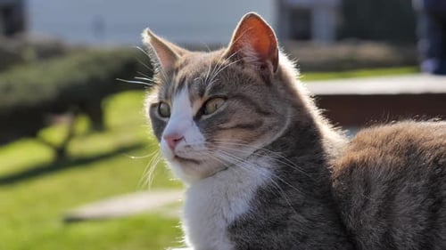 Close Up of Beautiful Stray Cat Sunbathing and Looking at Camera