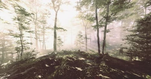 Sunlight Filters Through the Trees in a Tranquil Forest During Morning Hours