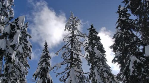 Clouds In The Blue Sky Over Snowy Pine Trees In The Mountain Forest In Winter. - low angle shot