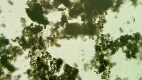 Microscopic Organisms Drifting Under Microscope