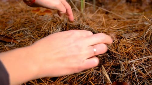 Mushroom Picking in the Forest Selective Focus