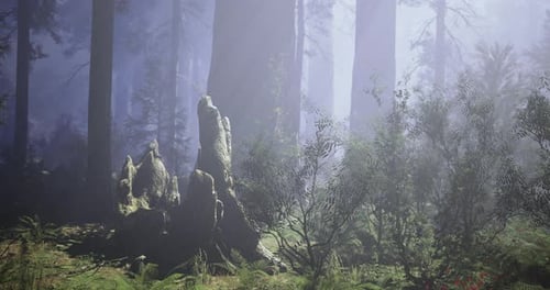 Enchanted Forest Landscape with Mist and Towering Trees in Early Morning