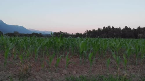 Corn field at sunset. Small corn plants on the meadow. Green corn maize plants on a field. Agricultu