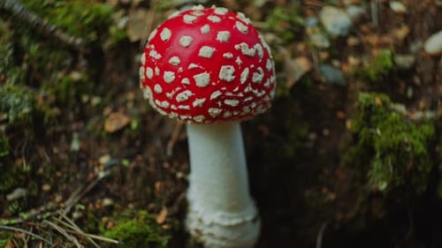 Toadstool Mushroom on Moss-Covered Forest Floor