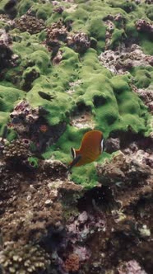 El curioso Siganus Punctatus moviéndose entre los peces