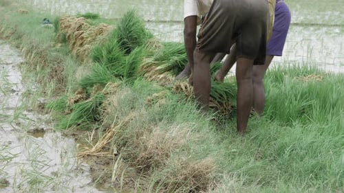 Grounded in the Wild - Uma viagem pelo coração da agricultura indiana