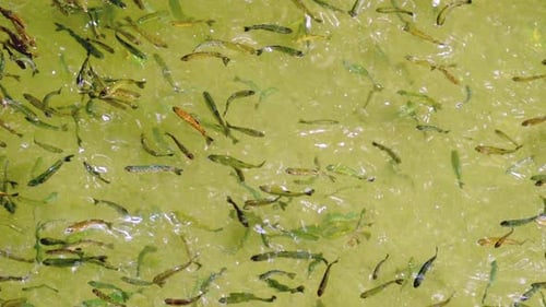 School of Fish Swimming Together in Water