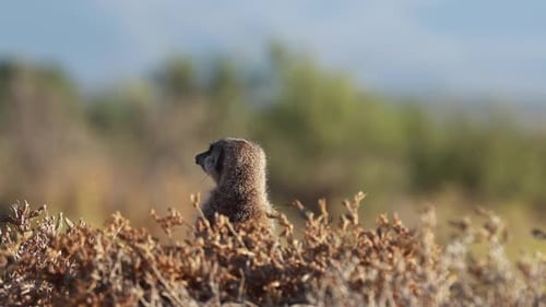 Wilde Erdmännchen sonnen sich in der Morgensonne und halten Wache