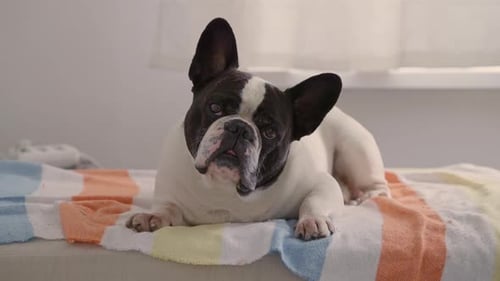 Cute French Bulldog Resting on a Bed