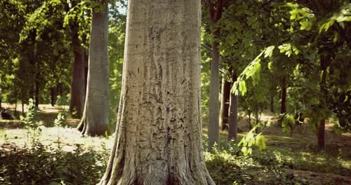 Tall Tree Standing in a Lush Green Forest During Bright Daylight Hours
