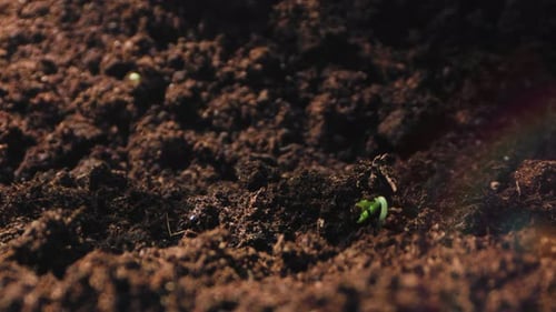 Narrativa visual a intervalos de tiempo de los procesos agrícolas que documentan el microverde